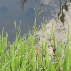 Paspalum distichum (Water Couch) at Fadden Hills Pond - 7 Jan 2016 by michaelb