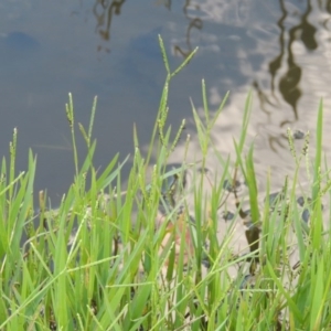 Paspalum distichum at Fadden, ACT - 7 Jan 2016