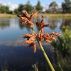 Schoenoplectus tabernaemontani (River Club-rush) at Fadden, ACT - 7 Jan 2016 by MichaelBedingfield