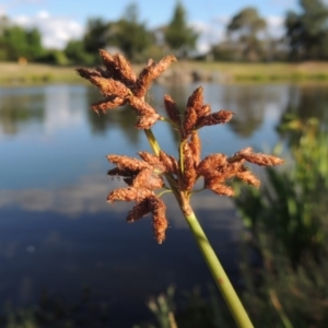 Schoenoplectus tabernaemontani at Fadden, ACT - 7 Jan 2016 07:14 PM