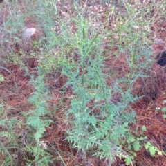 Senecio bathurstianus (Rough Fireweed) at Isaacs, ACT - 30 Jan 2016 by Mike