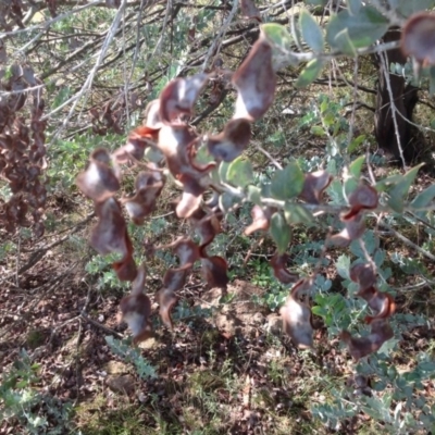 Acacia podalyriifolia (Queensland Silver Wattle) at Isaacs, ACT - 31 Jan 2016 by Mike