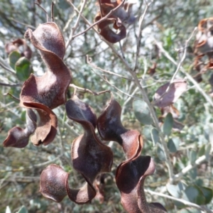 Acacia podalyriifolia at Isaacs, ACT - 31 Jan 2016 10:54 AM