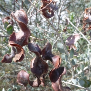Acacia podalyriifolia at Isaacs, ACT - 31 Jan 2016