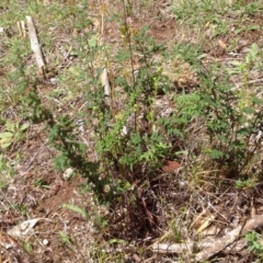 Cheilanthes sieberi (Rock Fern) at Isaacs Ridge and Nearby - 31 Jan 2016 by Mike