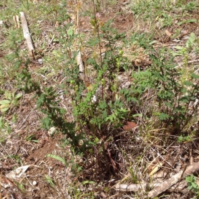 Cheilanthes sieberi (Rock Fern) at Isaacs Ridge and Nearby - 31 Jan 2016 by Mike