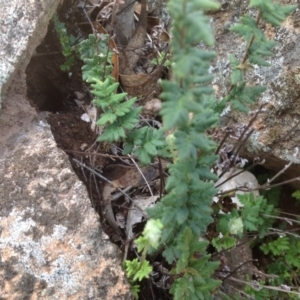 Cheilanthes distans at Isaacs Ridge - 31 Jan 2016