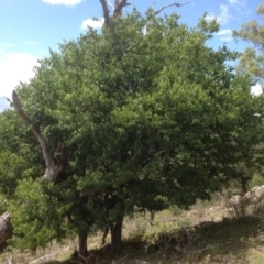 Celtis australis (Nettle Tree) at Jerrabomberra, ACT - 31 Jan 2016 by Mike