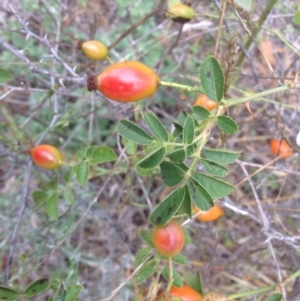 Rosa rubiginosa at Isaacs Ridge - 31 Jan 2016 12:15 PM