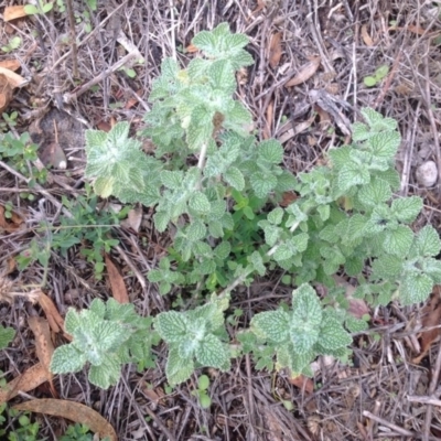 Marrubium vulgare (Horehound) at Jerrabomberra, ACT - 31 Jan 2016 by Mike