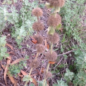 Marrubium vulgare at Jerrabomberra, ACT - 31 Jan 2016