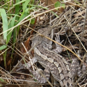 Amphibolurus muricatus at Isaacs Ridge - 31 Jan 2016