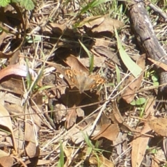 Junonia villida (Meadow Argus) at Isaacs Ridge and Nearby - 31 Jan 2016 by Mike