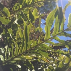 Blechnum minus (Soft Water Fern) at Tidbinbilla Nature Reserve - 31 Jan 2016 by jackfrench