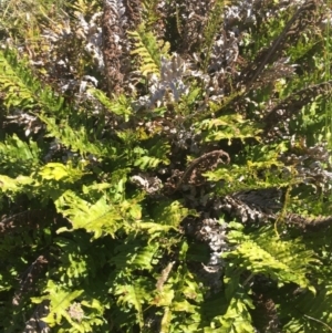 Blechnum minus at Paddys River, ACT - 31 Jan 2016