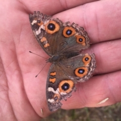 Junonia villida (Meadow Argus) at Namadgi National Park - 31 Jan 2016 by jackfrench