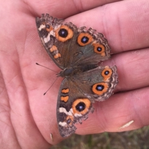 Junonia villida at Rendezvous Creek, ACT - 31 Jan 2016