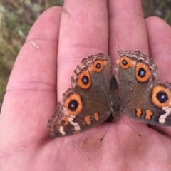 Junonia villida at Rendezvous Creek, ACT - 31 Jan 2016