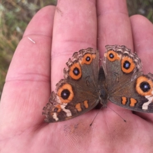 Junonia villida at Rendezvous Creek, ACT - 31 Jan 2016 10:05 PM