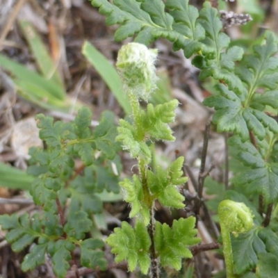 Cheilanthes distans (Bristly Cloak Fern) at Isaacs Ridge and Nearby - 31 Jan 2016 by Mike