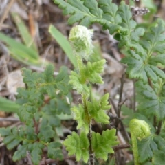 Cheilanthes distans (Bristly Cloak Fern) at Isaacs Ridge - 31 Jan 2016 by Mike