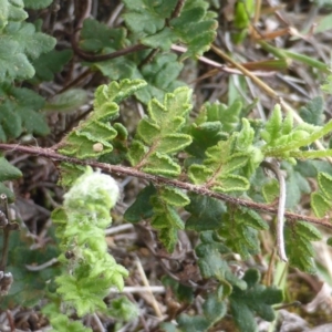 Cheilanthes distans at Isaacs, ACT - 31 Jan 2016