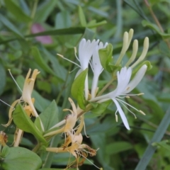 Lonicera japonica (Japanese Honeysuckle) at Fadden, ACT - 7 Jan 2016 by michaelb