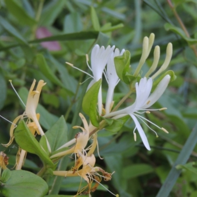 Lonicera japonica (Japanese Honeysuckle) at Fadden Hills Pond - 7 Jan 2016 by michaelb