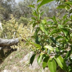 Ligustrum lucidum (Large-leaved Privet) at Isaacs Ridge - 31 Jan 2016 by Mike