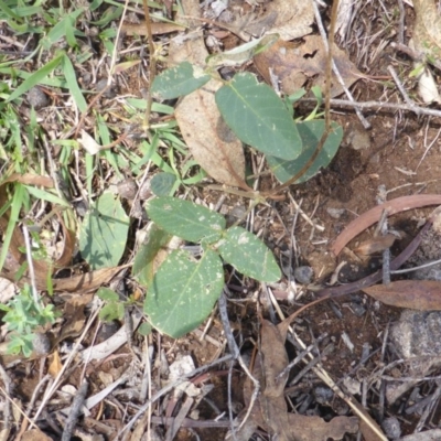 Oxytes brachypoda (Large Tick-trefoil) at Jerrabomberra, ACT - 31 Jan 2016 by Mike