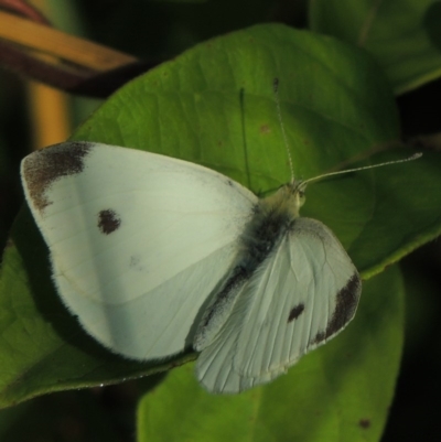 Pieris rapae (Cabbage White) at Fadden Hills Pond - 7 Jan 2016 by michaelb