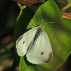 Pieris rapae at Fadden, ACT - 7 Jan 2016