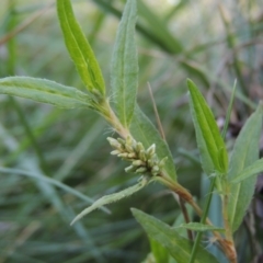 Persicaria prostrata (Creeping Knotweed) at Fadden Hills Pond - 7 Jan 2016 by michaelb