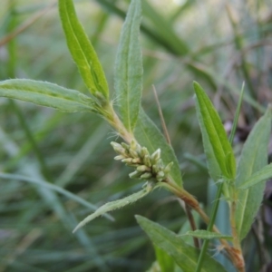 Persicaria prostrata at Fadden, ACT - 7 Jan 2016 07:28 PM