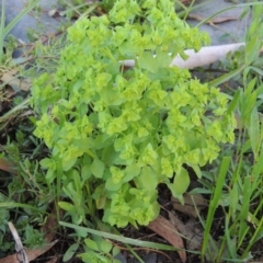 Euphorbia peplus (Petty Spurge) at Fadden Hills Pond - 7 Jan 2016 by MichaelBedingfield