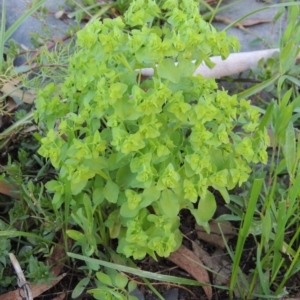 Euphorbia peplus at Fadden, ACT - 7 Jan 2016