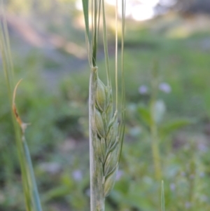 Triticum aestivum at Fadden, ACT - 7 Jan 2016 07:35 PM