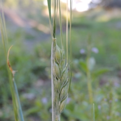 Triticum aestivum (Common Wheat) at Fadden, ACT - 7 Jan 2016 by michaelb