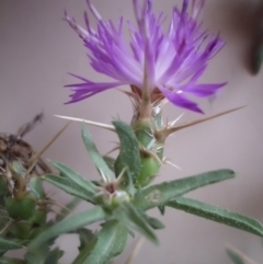 Centaurea calcitrapa (Star Thistle) at Pialligo, ACT - 30 Jan 2016 by SilkeSma