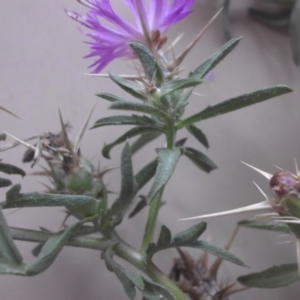 Centaurea calcitrapa at Pialligo, ACT - 30 Jan 2016