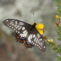Papilio anactus (Dainty Swallowtail) at Garran, ACT - 20 Jan 2016 by roymcd