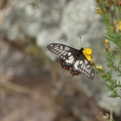 Papilio anactus at Garran, ACT - 20 Jan 2016 11:21 AM