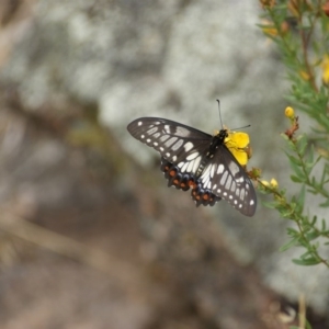 Papilio anactus at Garran, ACT - 20 Jan 2016 11:21 AM
