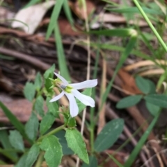 Lobelia purpurascens (White Root) at Wolumla, NSW - 1 Feb 2016 by PatriciaDaly