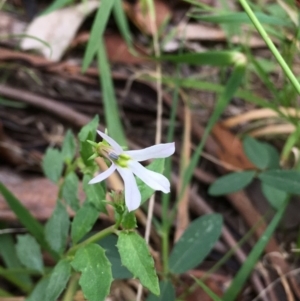 Lobelia purpurascens at Wolumla, NSW - 1 Feb 2016