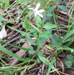 Lobelia purpurascens at Wolumla, NSW - 1 Feb 2016