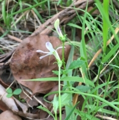 Lobelia purpurascens at Wolumla, NSW - 1 Feb 2016