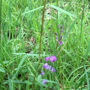 Glycine tabacina at Wolumla, NSW - 1 Feb 2016 04:39 PM