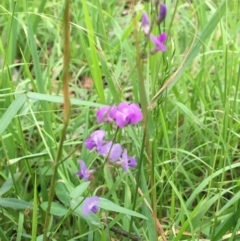 Glycine tabacina at Wolumla, NSW - 1 Feb 2016 04:39 PM