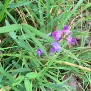 Glycine tabacina at Wolumla, NSW - 1 Feb 2016 04:39 PM